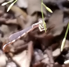 Argia sedula