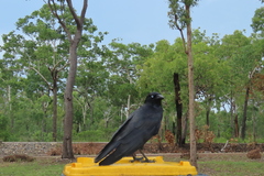 Corvus orru cecilae