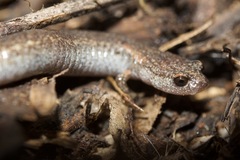 Batrachoseps major