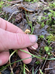 Galerina semilanceata