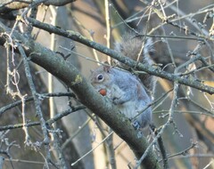 Sciurus carolinensis