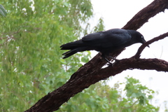 Corvus orru cecilae