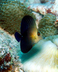 Zebrasoma scopas
