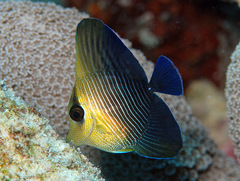 Zebrasoma scopas