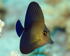 Zebrasoma scopas