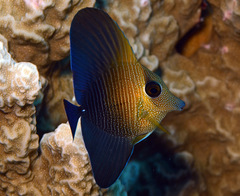 Zebrasoma scopas