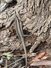 Trachylepis spilogaster
