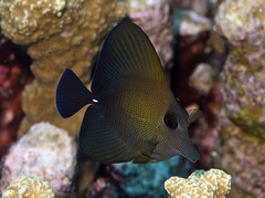 Zebrasoma scopas