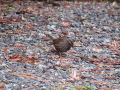 Melospiza melodia morphna