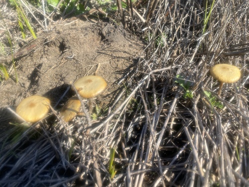 iNaturalist observation photo of Agrocybe