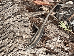 Trachylepis spilogaster