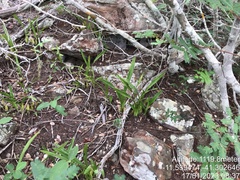 Encyclia