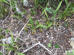 Encyclia