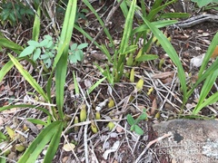 Encyclia