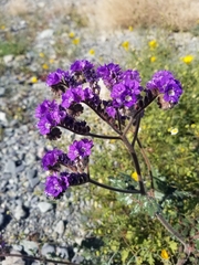 Phacelia