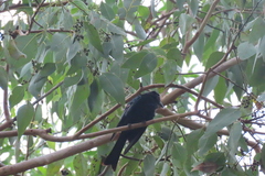 Dicrurus bracteatus baileyi