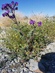 Phacelia