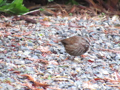 Melospiza melodia morphna