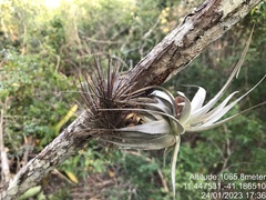 Tillandsia gardneri