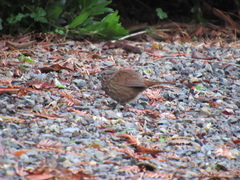 Melospiza melodia morphna