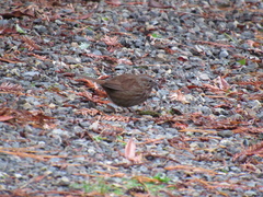 Melospiza melodia morphna