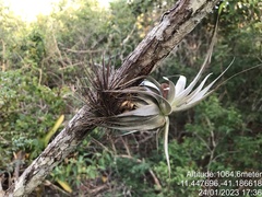 Tillandsia gardneri