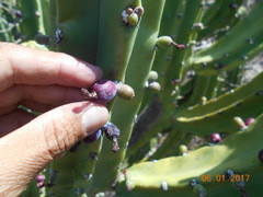 Myrtillocactus geometrizans