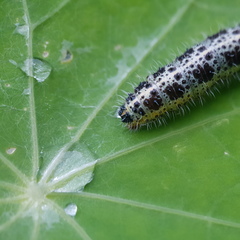 Pieris brassicae