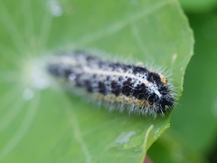 Pieris brassicae