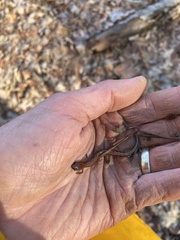 Plethodon dorsalis