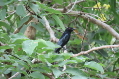 Dicrurus bracteatus baileyi