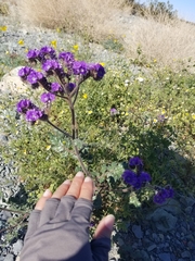 Phacelia