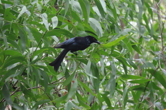 Dicrurus bracteatus baileyi