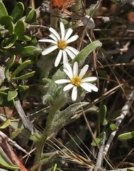 Noticastrum