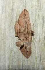 Austrocidaria gobiata