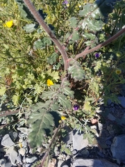 Phacelia