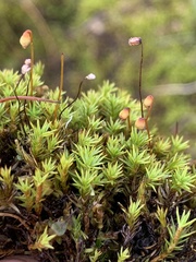 Cinclidium subrotundum