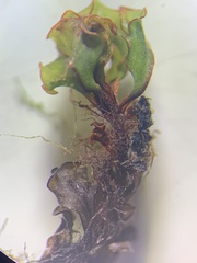 Cinclidium subrotundum