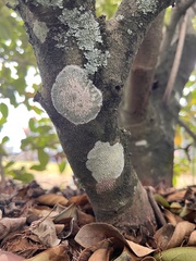 Cryptothecia striata