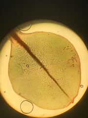 Cinclidium subrotundum