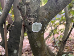 Cryptothecia striata