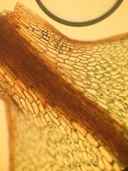 Cinclidium subrotundum