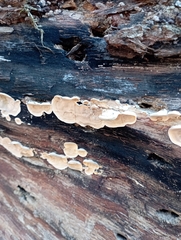 Steccherinaceae