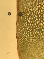 Cinclidium subrotundum