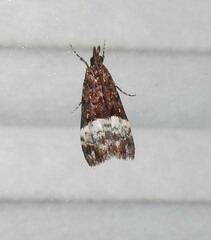 Scoparia minusculalis