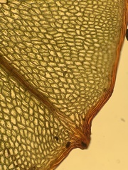 Cinclidium subrotundum