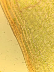 Cinclidium subrotundum