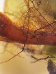 Cinclidium subrotundum