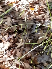 Eragrostis trichodes