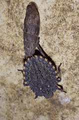 Mustha spinosula
